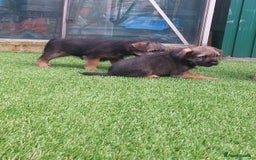 Border Terrier dogs for sale: KC border terrier pups SLEM clear reg breeder - Image 7