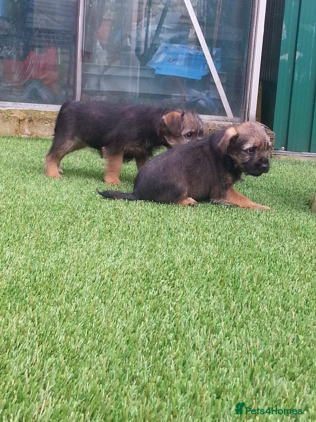 Border Terrier dogs for sale: KC border terrier pups SLEM clear reg breeder - Image 7