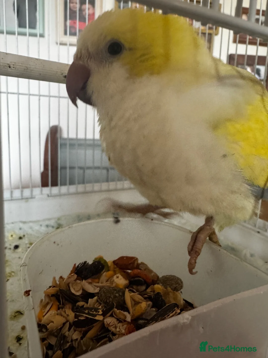 Parrots birds for sale: Quaker hand tame in Leek - Advert 3