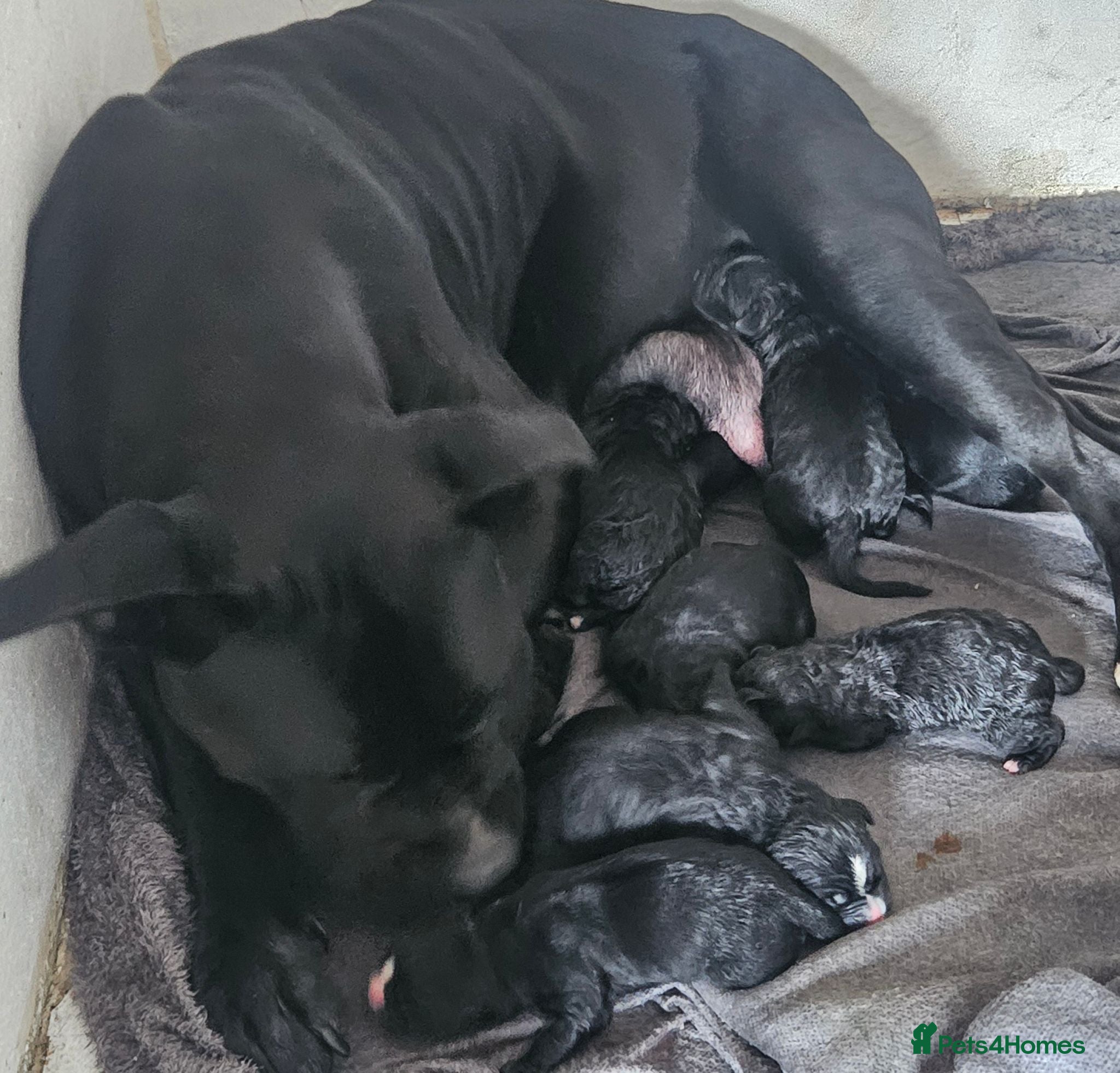 Presa Canario dogs Pressa canario puppys  - Advert 18
