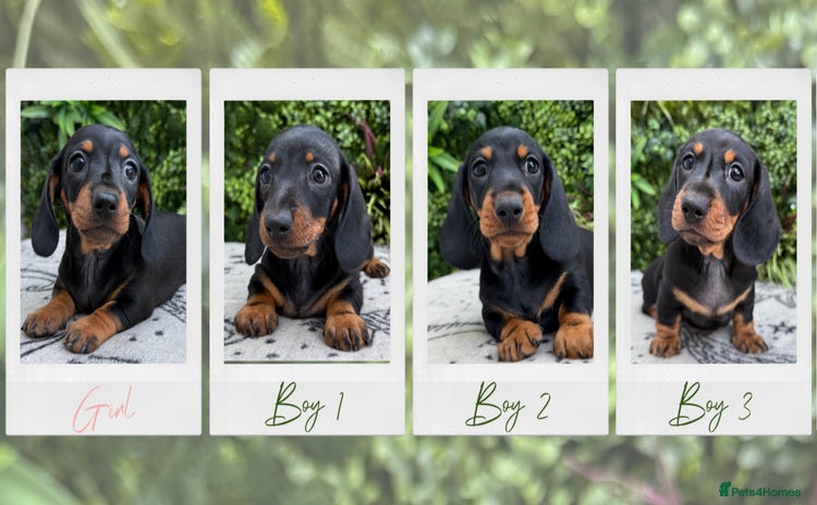 Miniature Dachshund dogs - Advert 8