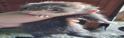 Ferret rodents for sale: Full and Semi angora kits  - Advert 3