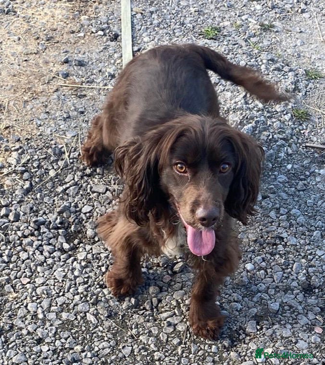 Cockapoo dogs for sale: Beautiful cockapoo pups - Advert 6