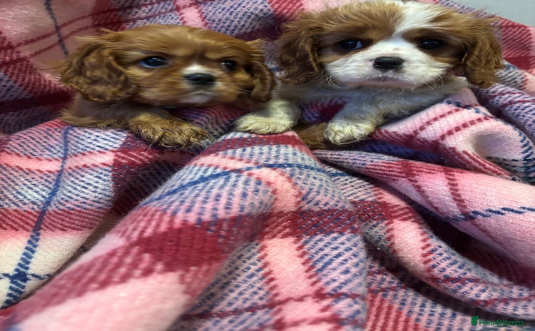 Cavalier King Charles Spaniel dogs - Advert 10