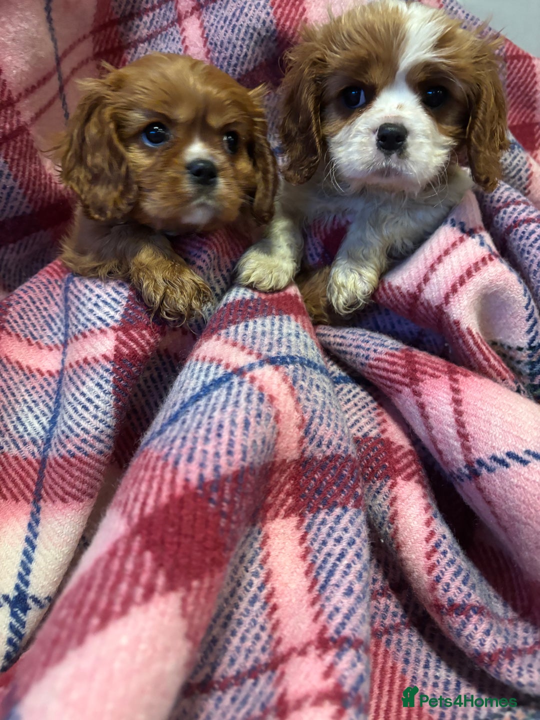 Cavalier King Charles Spaniel dogs for sale: KC registered cavalier king charles spaniels ⭐️🐶 - Image 1