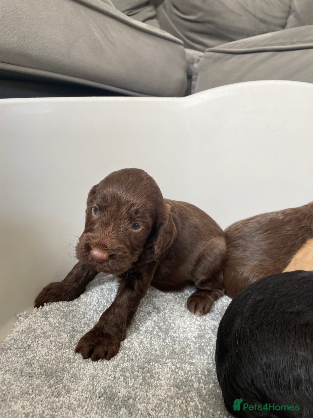Cockapoo dogs for sale: F1 cockapoo p,r.a clear test - Image 30