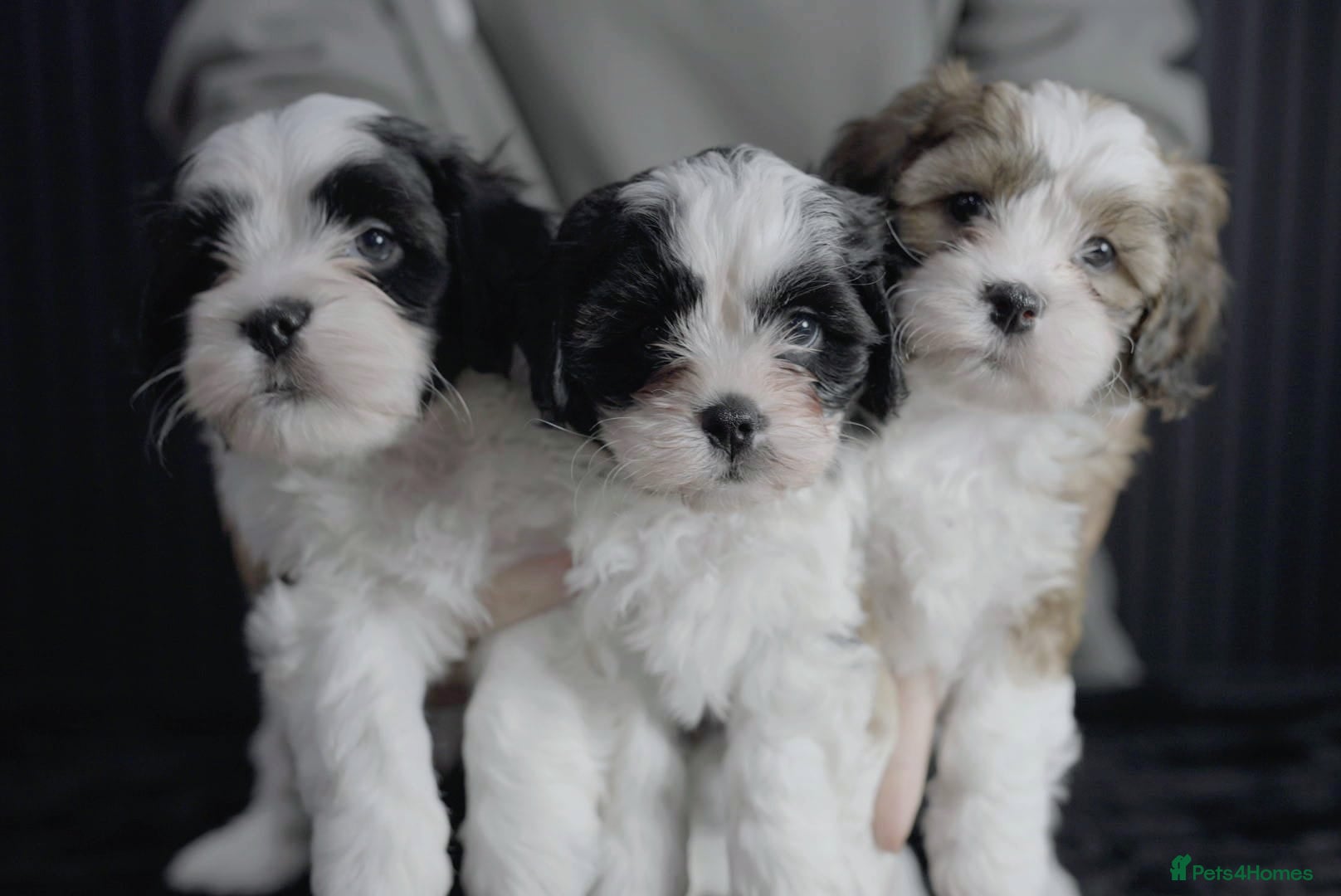 Mixed Breed dogs Beautiful Cava Tzu (Cavatzu) Puppies 2 Boys 1 Girl - Advert 1