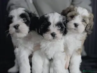 Mixed Breed dogs Beautiful Cava Tzu (Cavatzu) Puppies 2 Boys 1 Girl - Advert 1