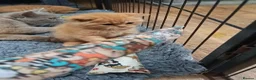 British Shorthair cats for sale: *TICA Cream&Ginger Kittens*Health Tested Parents* - Advert 5