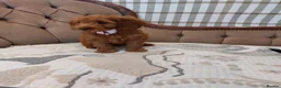 Cavapoo dogs for sale: Extensively Health Tested Fox Red Cavapoo puppies - Advert 9
