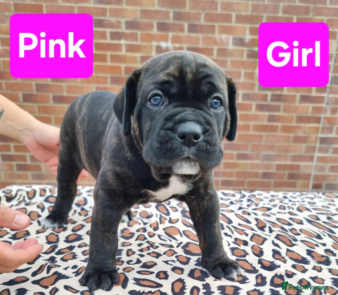 Cane Corso dogs for sale: Pedigree Cane Corso Puppies  - Image 23