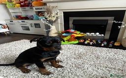 Rottweiler dogs for sale: Rotwailer Girl - Image 5
