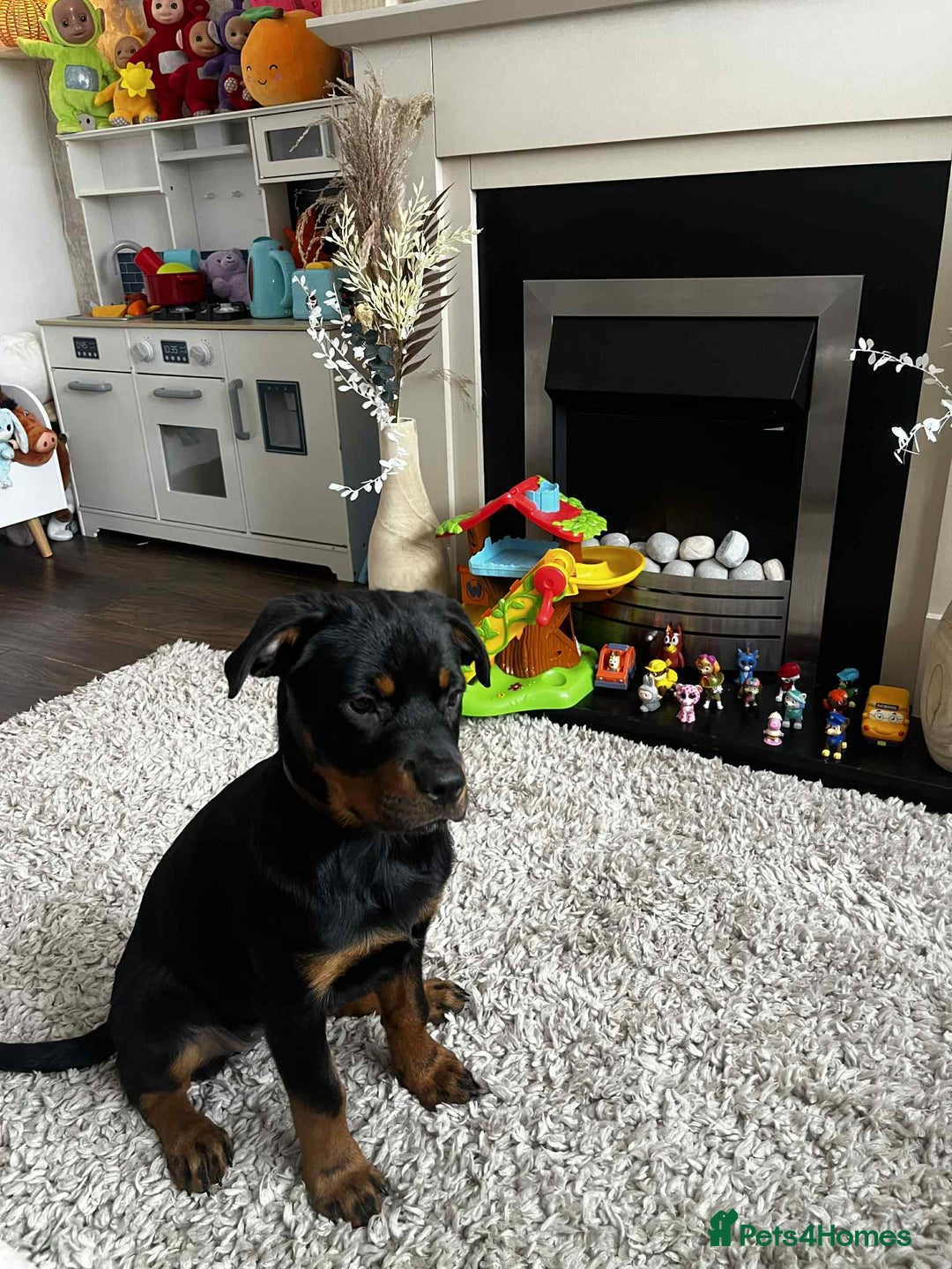Rottweiler dogs for sale: Rotwailer Girl - Image 5