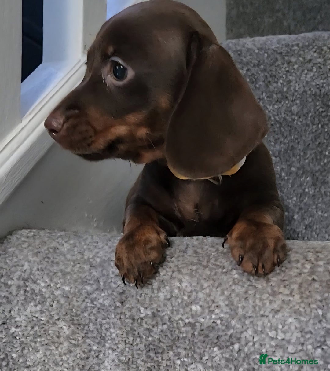 Miniature Dachshund dogs for sale: 🩷1 PETITE BABY LEFT💜READY TODAY HAD BOTH JABS 🩷 in Chorley - Image 13