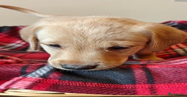 Labrador Retriever dogs - Advert 13