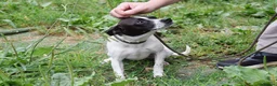 Mixed Breed dogs for adoption: Maya  in Newcastle upon Tyne - Advert 6