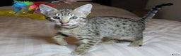 Savannah cats for sale: Stunning Davannah kittens - Advert 8