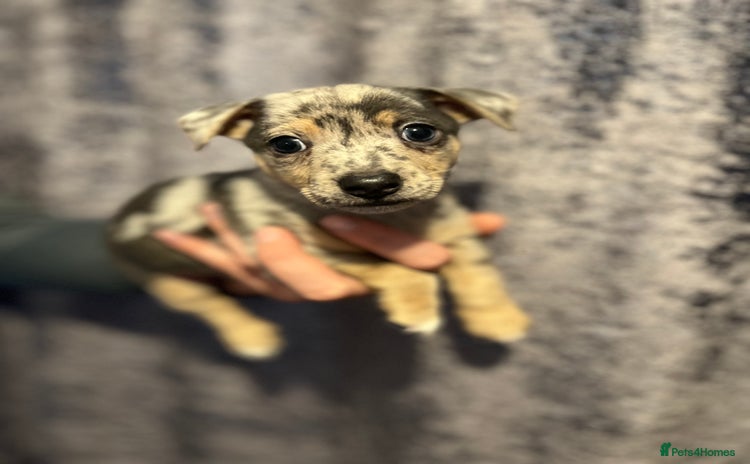 Jack Russell dogs - Advert 7
