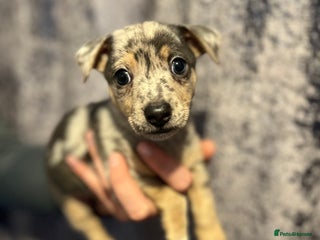 Jack Russell dogs - Advert 5