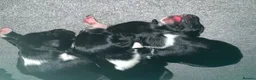 Border Collie dogs for sale: Pure border collie pups - Advert 9