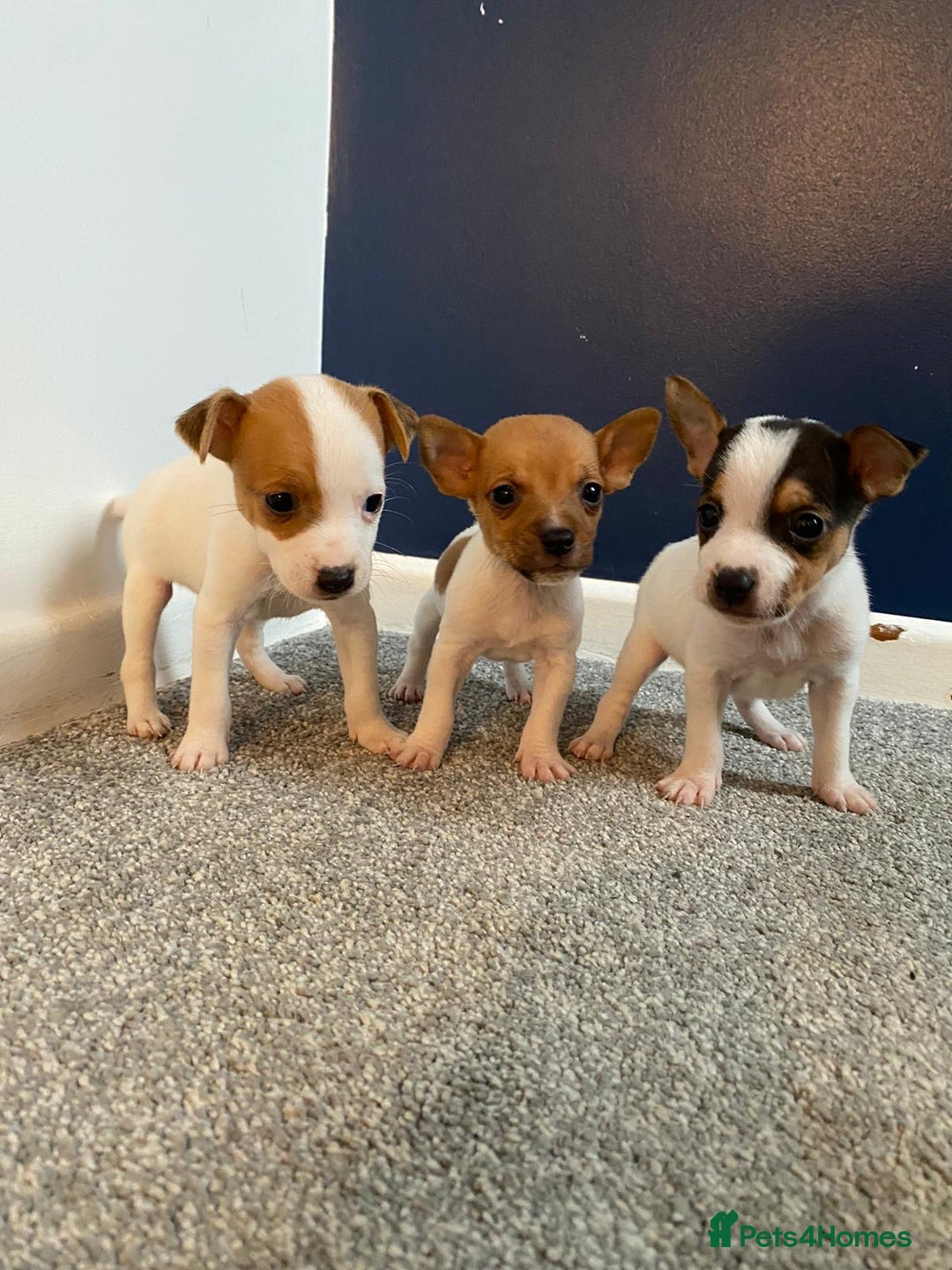 Jack Russell dogs for sale: READY NOW! OutstandingJack Russell puppies - Advert 2