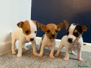 Jack Russell dogs READY NOW! OutstandingJack Russell 1 female left - Advert 9