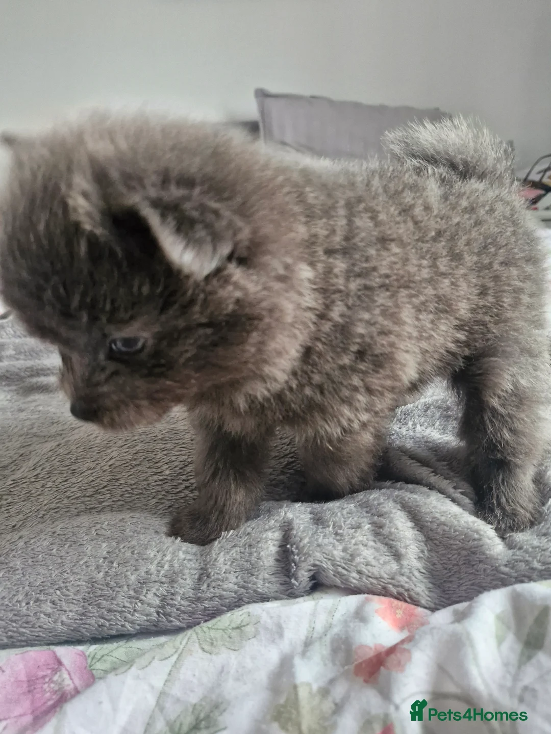 Pomapoo dogs for sale: ✨ Beautiful Pomapoo Puppies – 1,600 ✨ - Advert 30