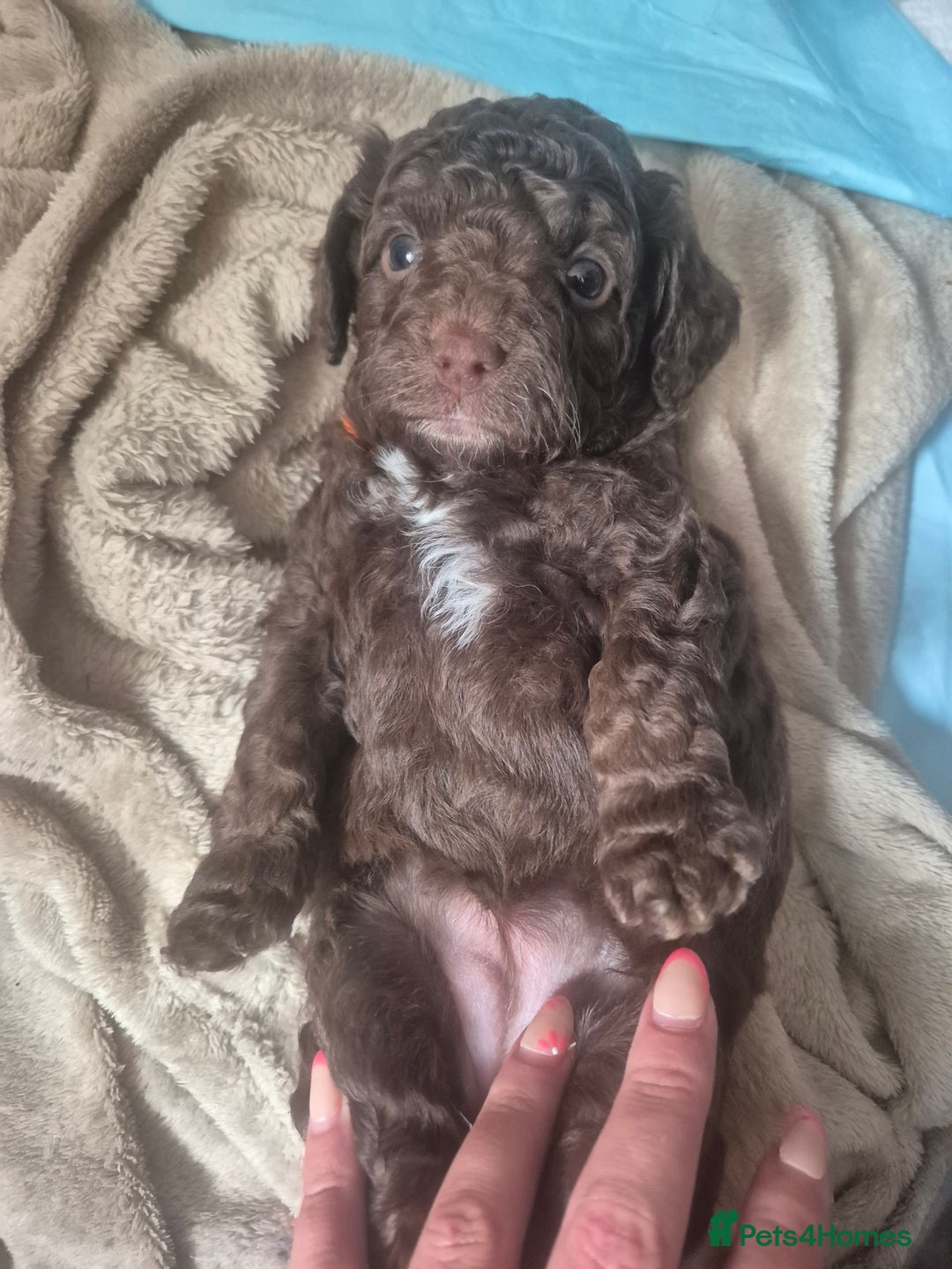 Sproodle dogs for sale: Beautiful Sproodles 1 black girl&1 chocolate boy - Image 5