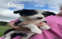 Border Collie dogs for sale: Border collie puppies ready now  - Image 18
