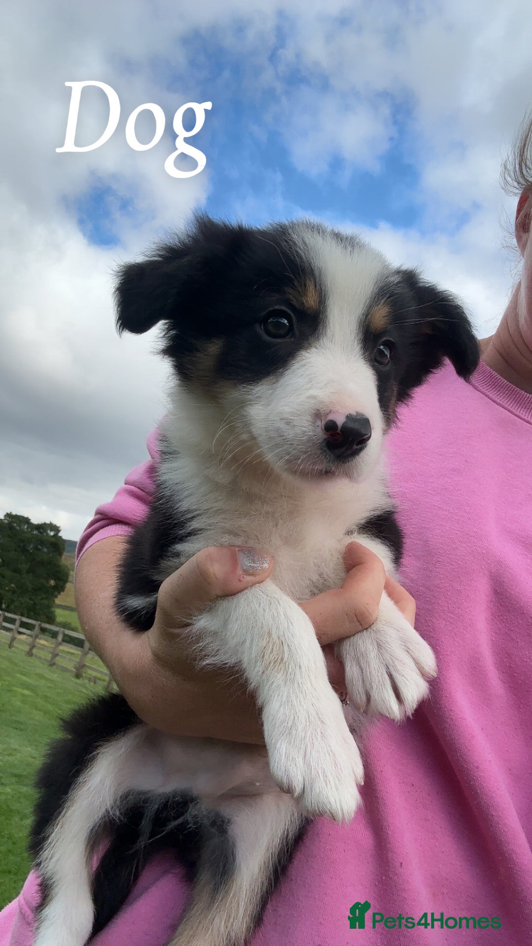 Border Collie dogs for sale: Border collie puppies ready now  - Image 18