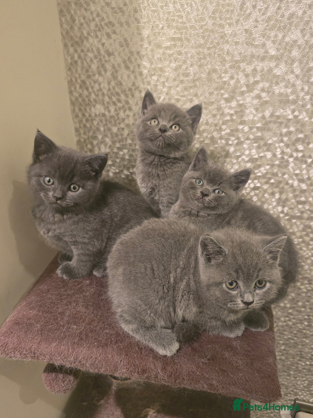 British Longhair cats for sale: Adorable British Shorthair Kittens  - Advert 11