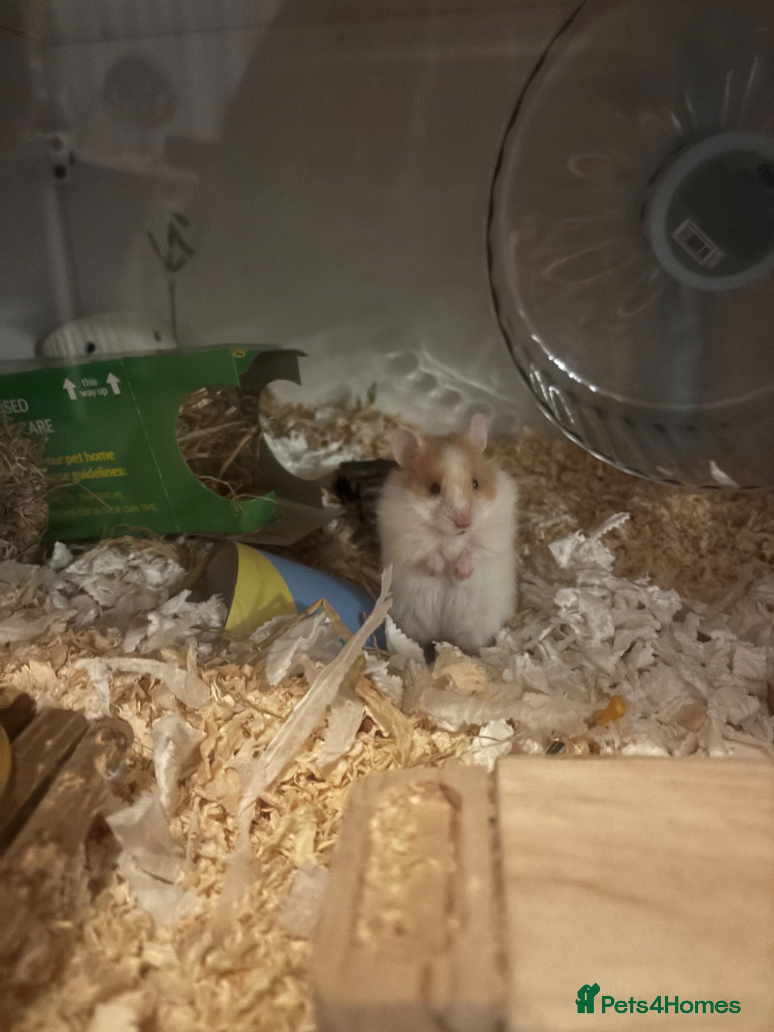 Hamster rodents Teddy bear Syrian hamster  - Advert 5