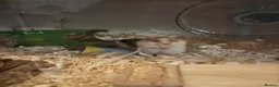 Hamster rodents for sale: Teddy bear Syrian hamster  - Advert 1