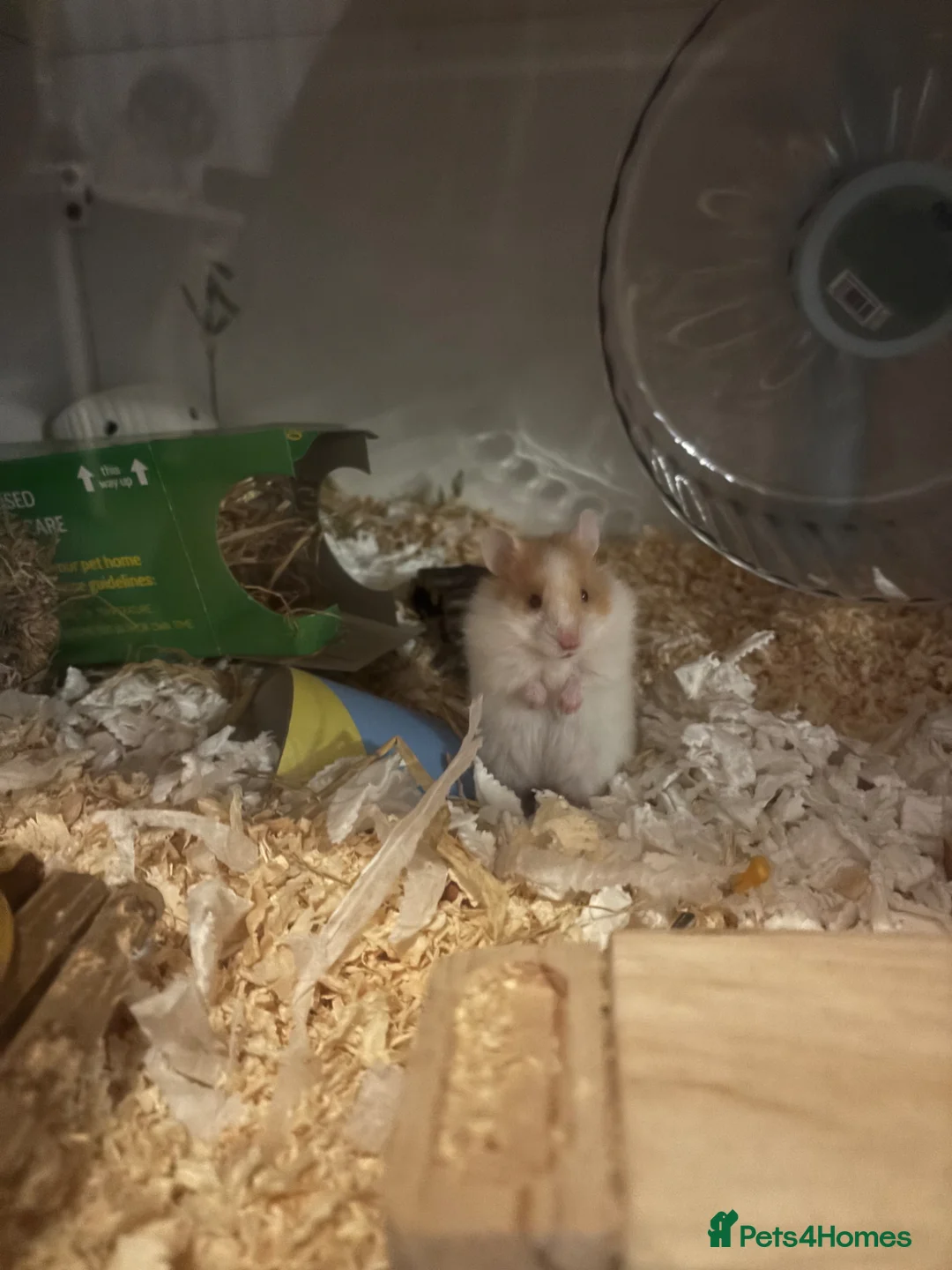 Hamster rodents for sale: Teddy bear Syrian hamster  - Advert 1