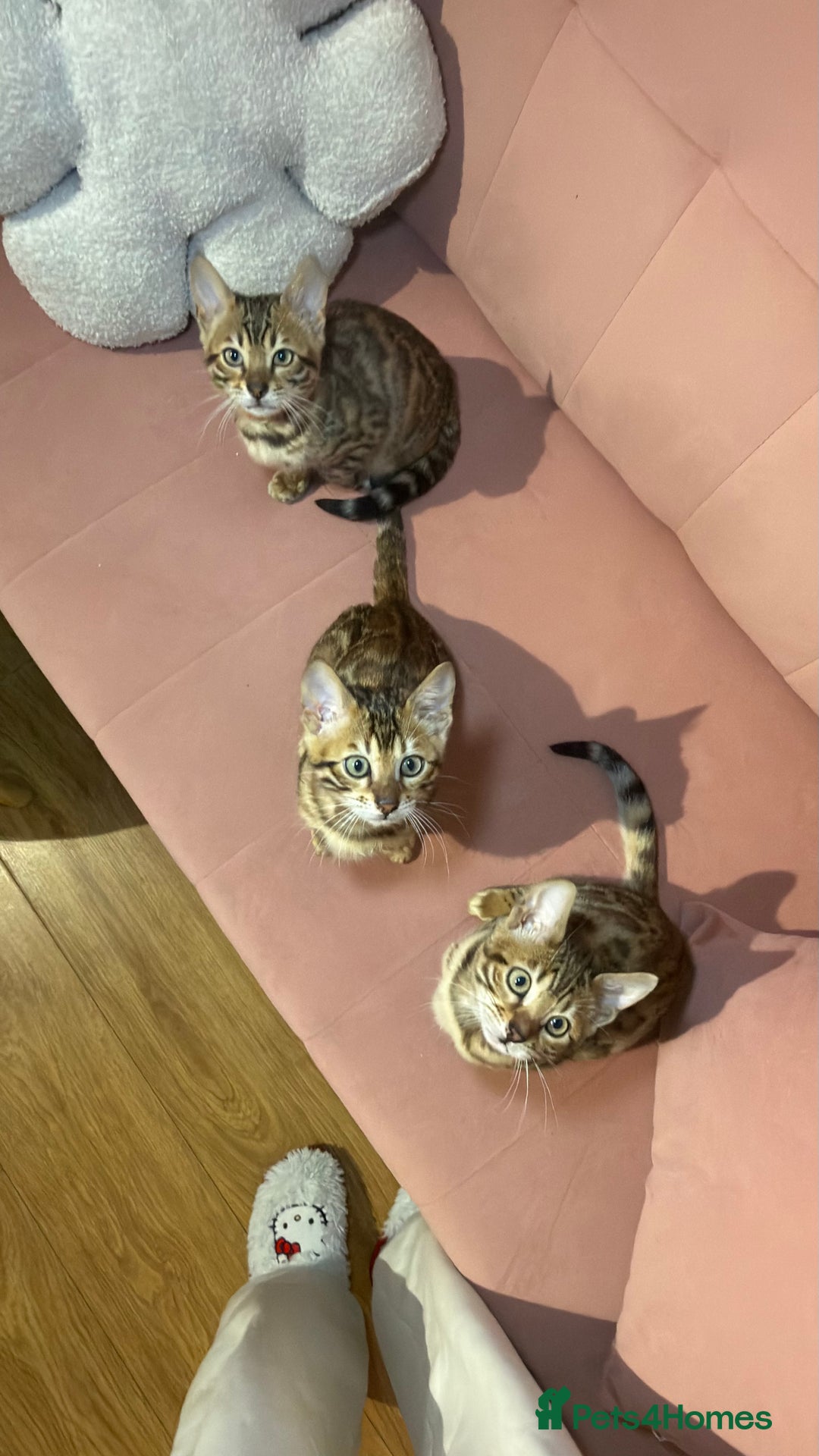 Bengal cats for sale: Bengal kittens TICA ready to leave NOW♥️🐈 - Advert 6
