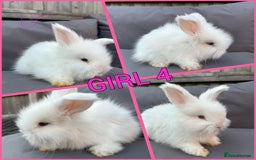 Angora rabbits for sale: 🩷  💙 Full Faced English Angora Babies  in Maidstone - Image 4