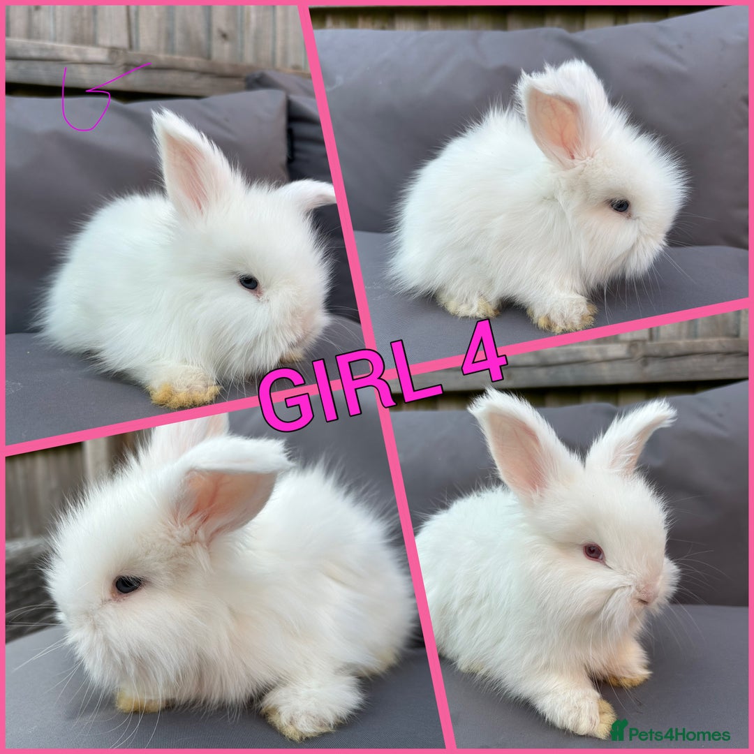 Angora rabbits for sale: 🩷  💙 Full Faced English Angora Babies  in Maidstone - Image 4