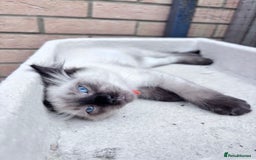 Ragdoll cats for sale: 🥰 Beautiful Radoll Kittens 😍 2 kitten left - Image 4