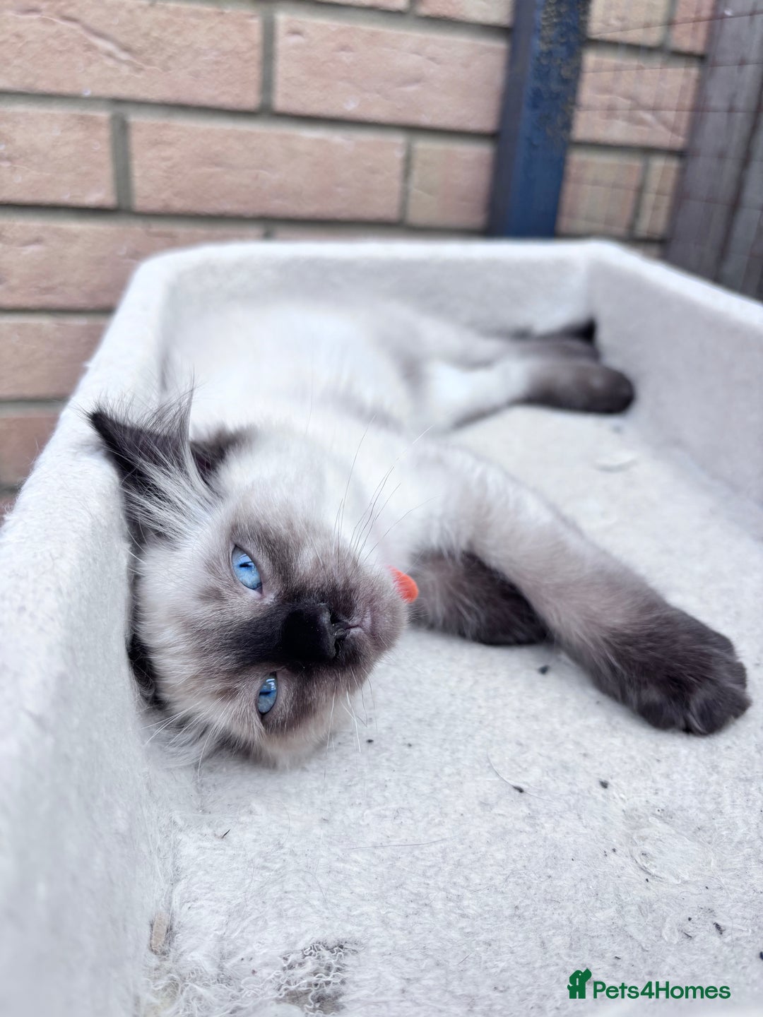 Ragdoll cats for sale: 🥰 Beautiful Radoll Kittens 😍 2 kitten left - Image 4