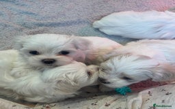 Maltese dogs for sale: Adorable Korean Maltese x Malshi puppies 🐾 - Image 6