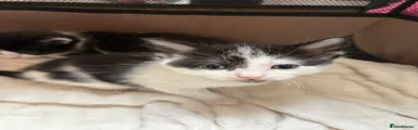 Girl (named feta)