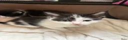 Mixed Breed cats for sale: Kittens For Sale - Advert 3