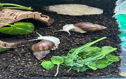 Snails invertebrates for sale: African land snails - Image 1