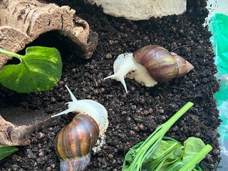 Snails invertebrates for sale - Advert 1