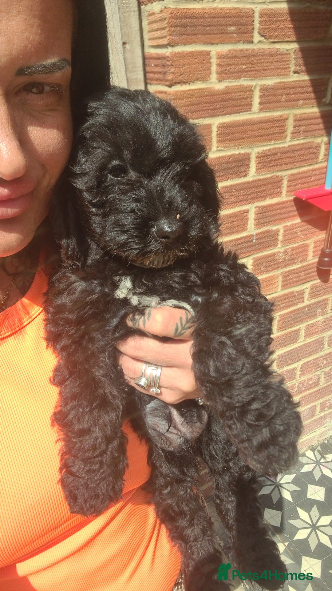 Cockapoo dogs for sale: cockapoos - Image 14