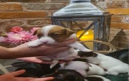 Jack Russell dogs for sale: Lovely Jack russell puppies. - Image 16