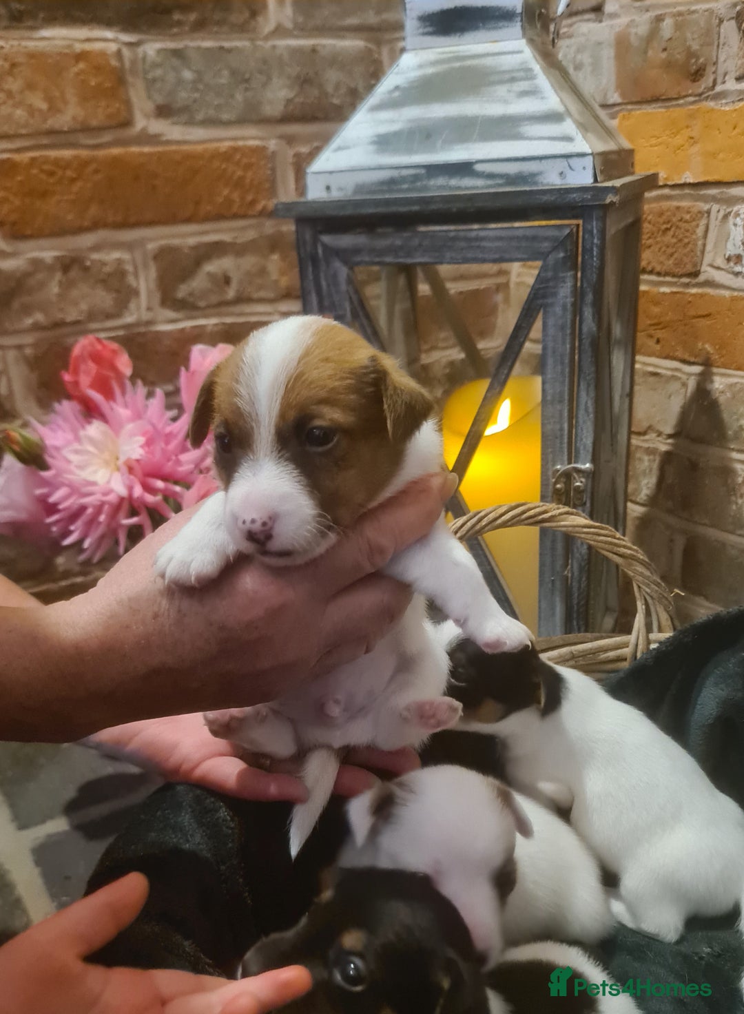 Jack Russell dogs for sale: Lovely Jack russell puppies. - Image 16