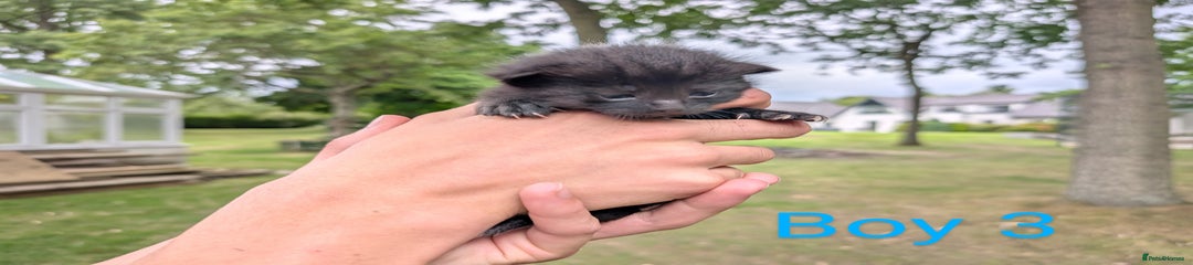 Boy 3