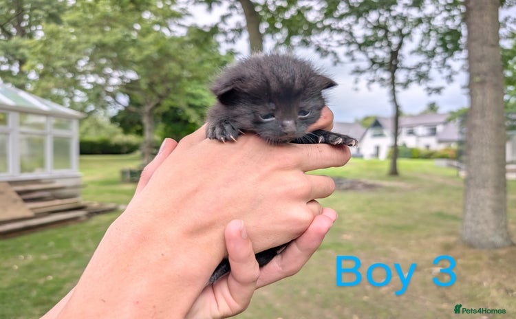 Mixed Breed cats - Advert 2