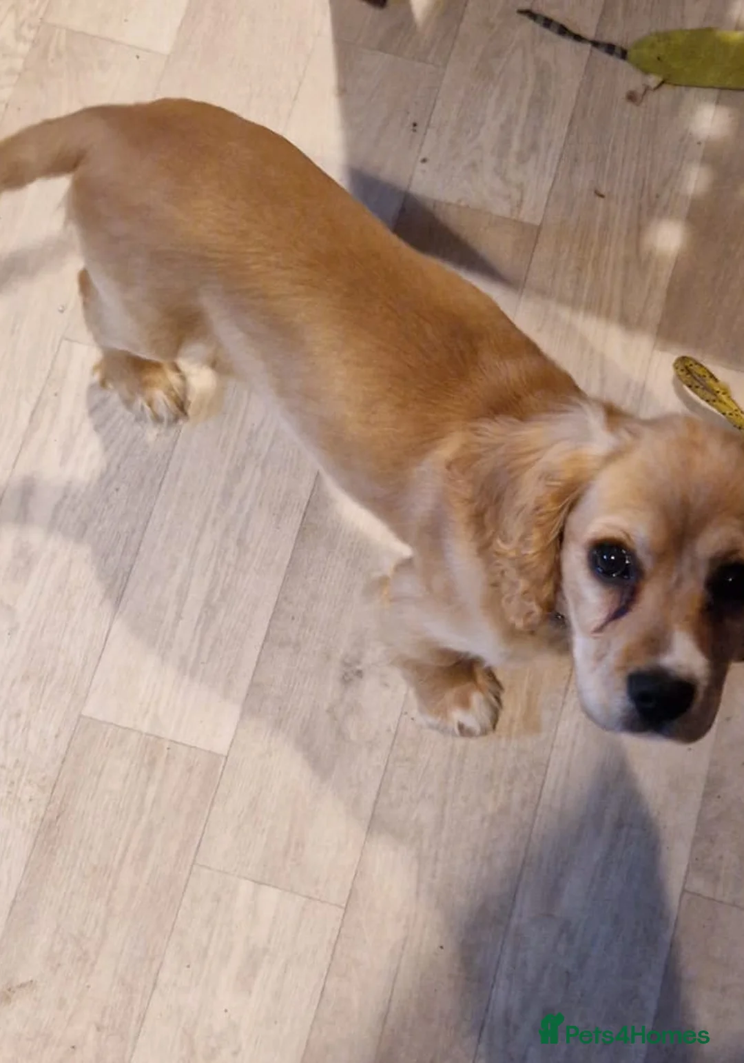 Cockalier dogs for adoption: Lovely natured girl - Advert 5